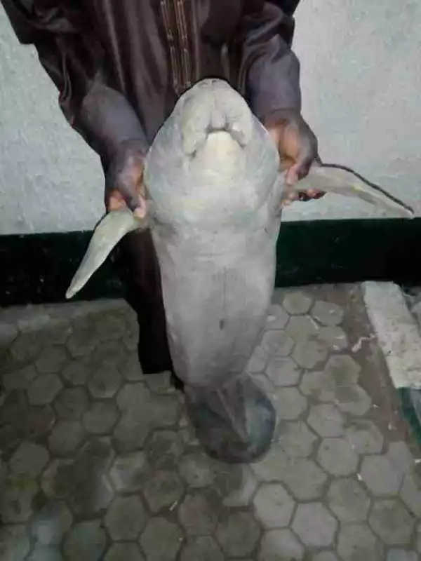 Men Catch Sea Cow While Fishing, As They Take It To Their Monarch